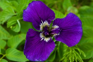 Wild Iris, Iris setosa