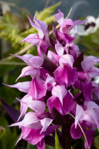 Purple Orchid, Dactylorhiza aristata