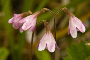 Twin Flower, Linnaea borealis