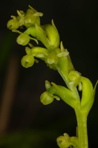 Choris Bog Orchid, Platanthera chorisiana