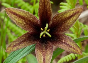 Chocolate Lily, Fritillaria camschatcensis