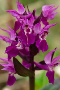 Purple Orchids, Dactylorhiza aristata