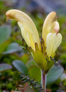 Lousewort, Pedicularis capitata