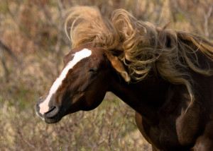 "wild" Horses Unalaska Alaska 