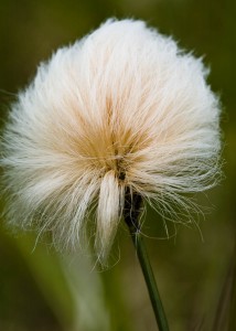 Cotton Flower, Eriophorum russeolum