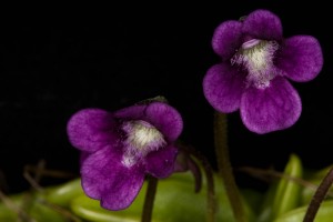 Bog Violet, Pinguicula Vulgaris (One of two carnivorouse plants on the island)