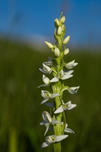 White Bog Orchid, Platanthera dilatata