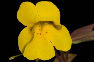Yellow Monkey Flower, Mimulus guttatus