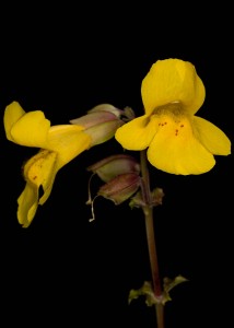 Yellow Monkey Flower, Mimulus guttatus