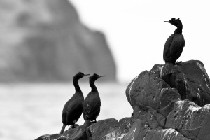 Pelagic Cormorants, Dutch Harbor Alaska