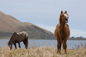 "wild" Horses, Unalaska Alaska