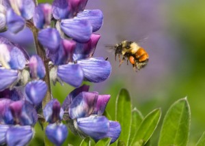 Bee and Lupine