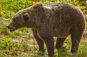 Kodiak Brown Bear, Kodiak Island
