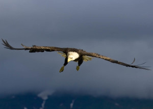 Bald Eagle, Unalaska Alaska