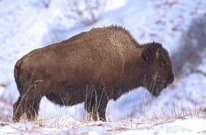 Bison, Kodiak Alaska 
