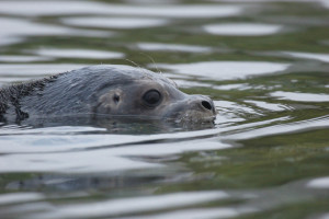 Harbor Seal,