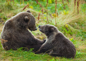 Kodiak Brown Bears , Kodiak Alaska