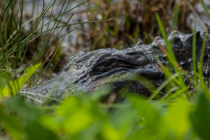 Florida Gator, Ding Darling National Park