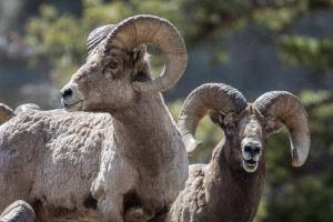Big Horn Rams, Yellow Stone National Park. 