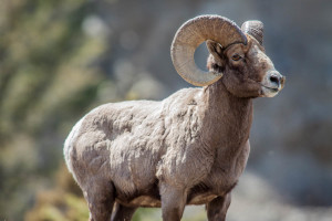Big Horn Rams, Yellow Stone National Park. 