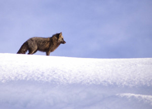 Fox, Unalaska Alaska