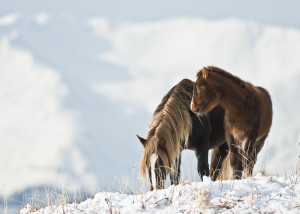 "wild" Horses, Unalaska Alaska
