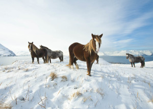 "Wild" Horses Unalaska Alaska